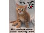 Adopt Teddy a Orange or Red Tabby Domestic Shorthair (short coat) cat in