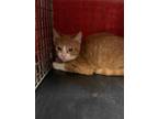 Adopt BRNYRD ZEUS a Orange or Red (Mostly) Domestic Shorthair / Mixed (short