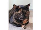 Adopt Krystal a All Black Domestic Shorthair / Mixed cat in Arlington