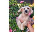 Adopt Alex a Tan/Yellow/Fawn - with White Miniature Poodle / Pekingese / Mixed