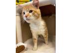 Adopt MISTER a Orange or Red Tabby Domestic Shorthair / Mixed (short coat) cat
