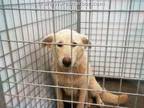 Adopt ZERO a White German Shepherd Dog / Mixed dog in Dallas, TX (34718376)