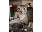 Adopt KAYLA a Brown Tabby Domestic Shorthair / Mixed (short coat) cat in Fruit