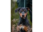 Adopt Amber a Black - with Tan, Yellow or Fawn Doberman Pinscher / Mixed dog in
