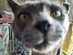 Adopt Fuzzle a Domestic Shorthair / Mixed cat in Cranbrook, BC (34717945)
