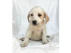 Adopt Posey a White - with Tan, Yellow or Fawn Great Pyrenees / Labrador
