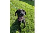 Adopt Betty A Black Labrador Retriever  Mixed Dog In Danville PA 34718110

Spayedneutered
