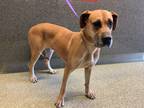 Adopt a Great Dane / Mixed dog in Pomona, CA (34718036)