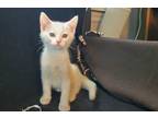 Is All White With Greenblue Eyes She Is Ready To Join Your Home Snowball Is Up To Date On Vaccines Worming Has Been Microchipped And Spayed Snowball E