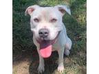 Adopt Duckie 11486 a White - with Tan, Yellow or Fawn American Pit Bull Terrier