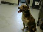 Adopt DAWN A BrownChocolate  With White Border Collie  Mixed Dog In Fayetteville NC 34717792