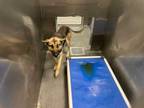 Adopt WHISKEY a Tan/Yellow/Fawn - with Black German Shepherd Dog / Mixed dog in