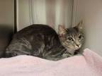 Adopt *SUTTON a Gray or Blue (Mostly) Domestic Shorthair / Mixed (short coat)