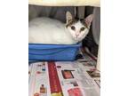 Adopt Sabrina a White Domestic Shorthair / Domestic Shorthair / Mixed cat in