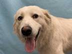 Adopt Avery a White Great Pyrenees / Mixed dog in Golden Valley, MN (34717539)