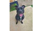 Adopt Star a Black Mixed Breed (Medium) / Mixed dog in Fallston, MD (34717534)
