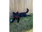 Adopt Ice a Black Labrador Retriever / Husky / Mixed dog in North Charleston