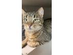 Joyce Is One Of Our Loving Mothers Who Has Had Her Last Litter Joyce Came To Us Ready To Have Kittens And Has Been In Foster Care And Her Babies Are R