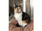 Adopt Amelia a Domestic Shorthair / Mixed cat in Salmon Arm, BC (34717564)