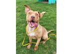 Adopt Sweet Pea a Tan/Yellow/Fawn American Pit Bull Terrier / Mixed dog in