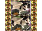 Adopt BARRY a Black & White or Tuxedo Domestic Shorthair (short coat) cat in