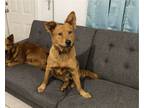 Adopt Bob a Red/Golden/Orange/Chestnut Australian Cattle Dog / Mixed dog in