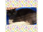 Adopt CAROL a All Black Domestic Mediumhair (medium coat) cat in Buckhannon