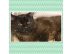 Adopt DARRELL a All Black Domestic Mediumhair (medium coat) cat in Buckhannon