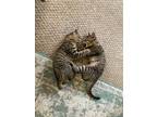 Adopt Dash a Domestic Shorthair / Mixed cat in Bellingham, WA (34717394)