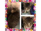 Adopt ENID A Gray, Blue Or Silver Tabby Domestic Shorthair (short Coat) Cat In