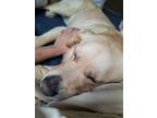 Adopt Roscoe a Tan/Yellow/Fawn German Shepherd Dog / Golden Retriever / Mixed