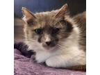Adopt Cercei a Gray or Blue Domestic Mediumhair / Domestic Shorthair / Mixed cat