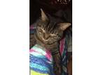 Adopt Tootsie a Brown Tabby Domestic Shorthair / Mixed (short coat) cat in