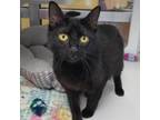 Adopt Paparazzi a All Black Domestic Shorthair / Domestic Shorthair / Mixed cat