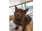 This Adorable Russian Blue Mix Is 2 Months Old She Is Very Friendly Likes Dogs Cats And Kids She Is Ready To Join A New Home Today She Is Up To Date O