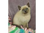 Adopt Liam a Cream or Ivory Domestic Mediumhair / Siamese / Mixed cat in