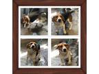 Adopt TANK A Tricolor (Tan/Brown & Black & White) Beagle / Basset Hound / Mixed