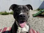 Adopt MUNCHIE a Brindle - with White American Pit Bull Terrier / Mixed dog in