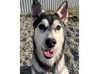 Adopt COOKIE D a Black - with White Husky / Mixed dog in Palmer, AK (34717062)