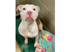 Adopt Vegeta a White American Pit Bull Terrier / Mixed dog in Newport News