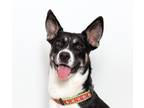 Adopt Dora a Australian Cattle Dog / Mixed dog in San Luis Obispo, CA (34717148)