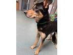 Adopt Nova-Kitchener a Black Mixed Breed (Large) / Mixed dog in Kitchener