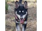 Adopt Alexandra a Black Husky / Mixed dog in Tangent, OR (34716820)