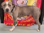 Adopt ATHENA MELE a Gray/Silver/Salt & Pepper - with White American Pit Bull