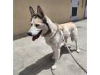 Adopt LEILA a Brown/Chocolate Husky / Mixed dog in Downey, CA (34717040)