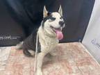 Adopt OJO a Black - with White Husky / Mixed dog in Gardena, CA (34717031)
