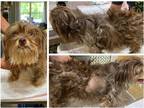 Adopt Starling (NOT YET AVAILABLE-pregnant) a Red/Golden/Orange/Chestnut Lhasa