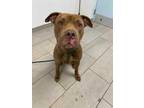 Adopt Choco a Brown/Chocolate American Staffordshire Terrier / Mixed dog in