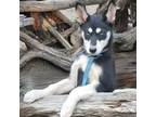 Adopt Tatiana a Black Husky / Mixed dog in Tangent, OR (34716648)