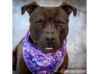 Adopt Lip a Gray/Blue/Silver/Salt & Pepper American Pit Bull Terrier / Mixed dog